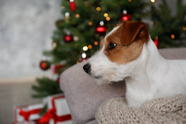 istock Young pup at home on Christmas. 1445696704