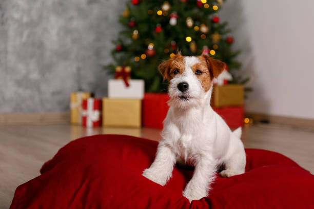 istock Young pup at home on Christmas. 1445696790