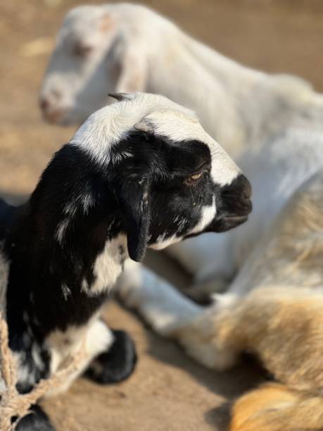istock Portrait of a goat chewing 1445697523