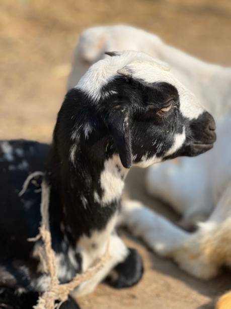 istock Portrait of a goat chewing 1445697530