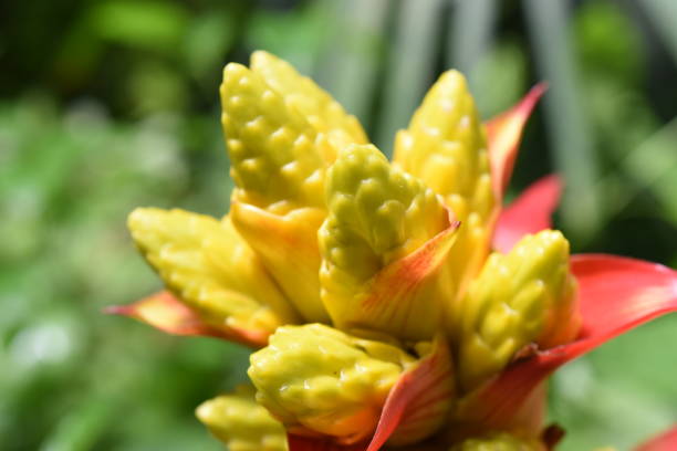 guzmania 'kapoho fire' in un giardino botanico, sfondo vegetale. - kapoho foto e immagini stock