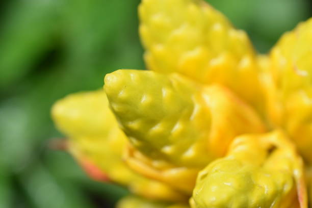 guzmania 'kapoho fire' en un jardín botánico, fondo vegetal. - kapoho fotografías e imágenes de stock