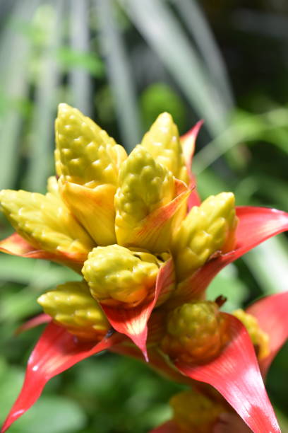 guzmania 'kapoho fire' en un jardín botánico, fondo vegetal. - kapoho fotografías e imágenes de stock