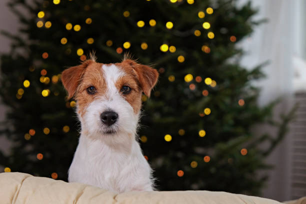 istock Young pup at home on Christmas. 1445697788