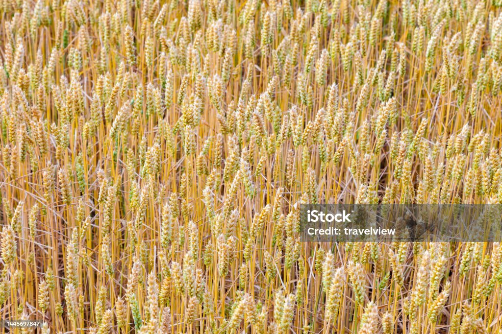 golden corn field in detail golden corn field in detail as nature background Abstract Stock Photo