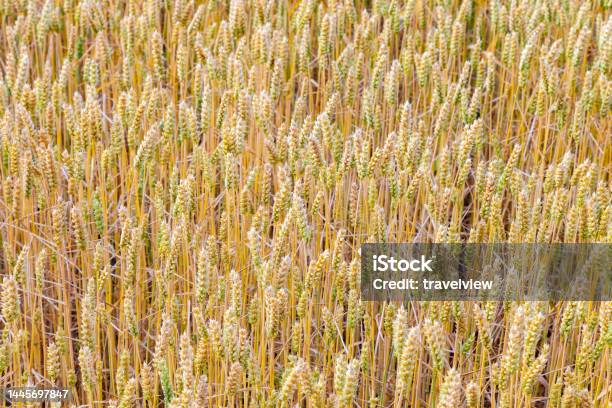 Golden Corn Field In Detail Stock Photo - Download Image Now - Abstract, Agricultural Field, Agriculture