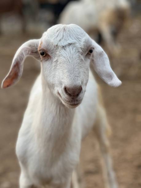 istock Portrait of a goat chewing 1445698166