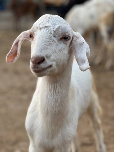 istock Portrait of a goat chewing 1445698168