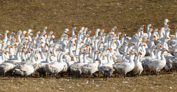 istock Flock of geese in open air, Hungary 1445698394