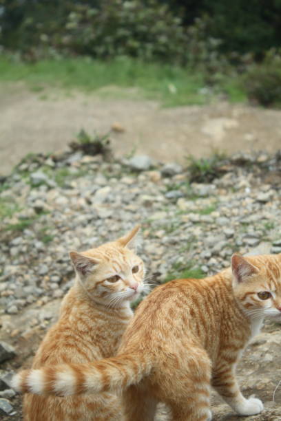 istock meet the cat on the mountain 1445698898