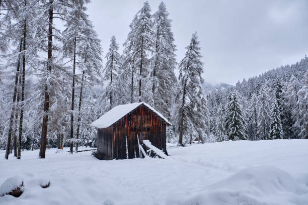 istock Small barn in between the trees in the Dolomites. 1445699629