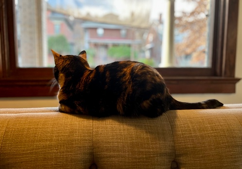 Calico cat on sofa