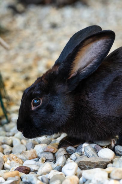istock Detail of a black rabbit face 1445700916
