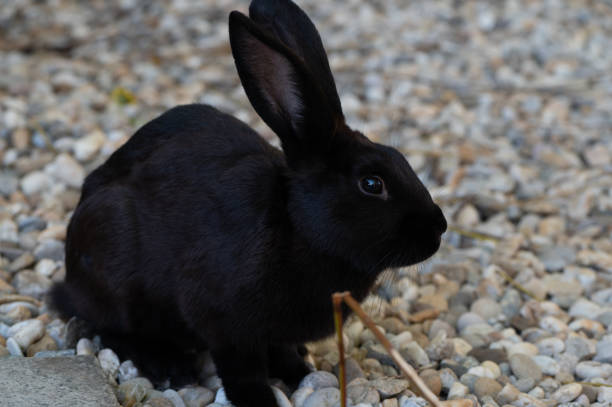 istock Outside portrait of black rabbit 1445700938
