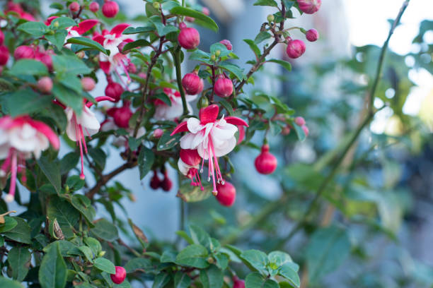 istock bush with red flower  in bloom 1445702289