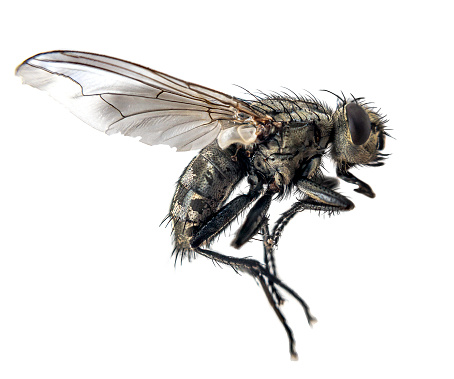 Extreme close-up of the head of a fly