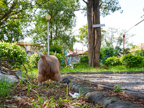 The dog is pooping excretion posture