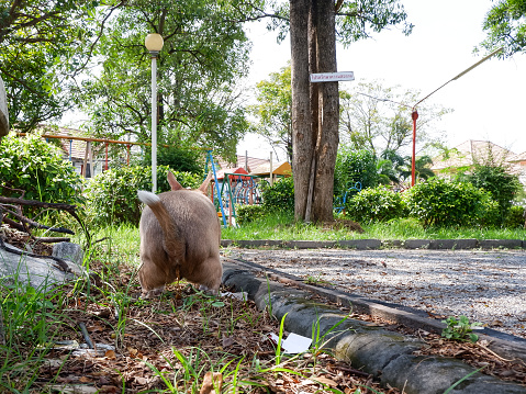 The dog is pooping excretion posture