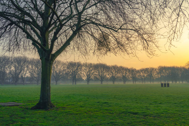 istock The lonely bench in the winter forest 1445702813
