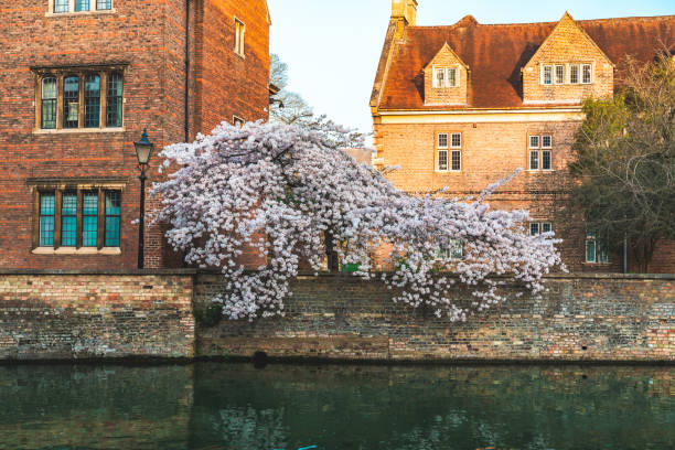 istock Traditional buildings near Cam River Cambridge 1445703634