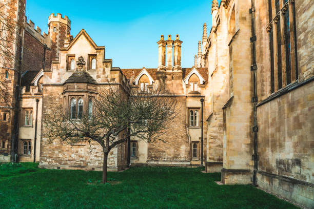 Free Stock Photo of Dublin - Tree at Trinity College | Download Free ...