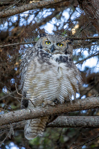 istock The great horned owl sitting on a branch 1445704150