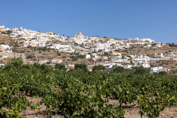 Assyrtiko - indigenous wine grape in wineyard on Santorini Island Assyrtiko - indigenous wine grape in wineyard on Santorini Island, Greece fira santorini stock pictures, royalty-free photos & images