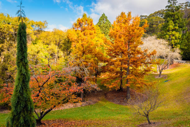 istock Mount lofty botanic park in autumn 1445708734