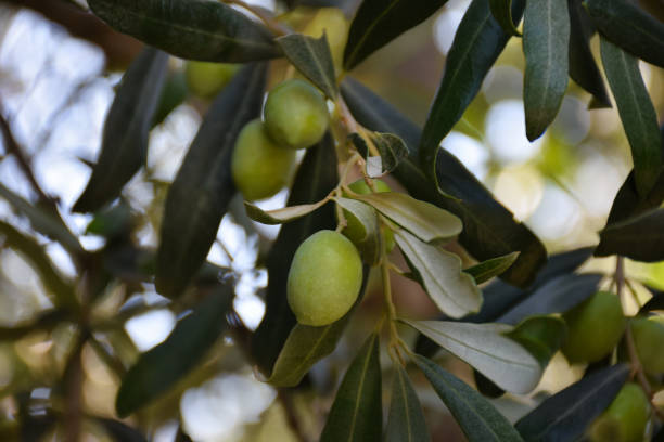 istock Olive branch with three fruits. Green olives on a tree, 1445710514