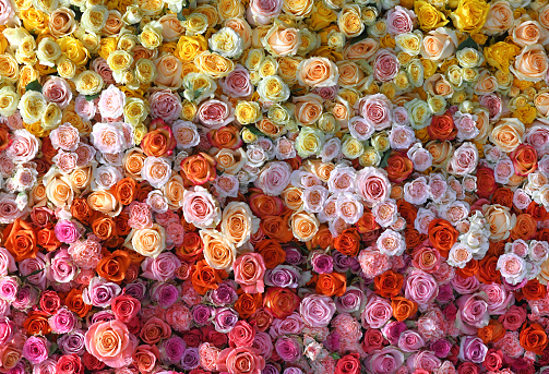 Flowers wall background with amazing red, orange, pink and yellow roses. flower pattern backgrounds. hand made Wedding decoration. Mixed colorful flowers background. colorful flowers background. Pattern of flowers. roses mix. Valentine. mixed roses pattern.