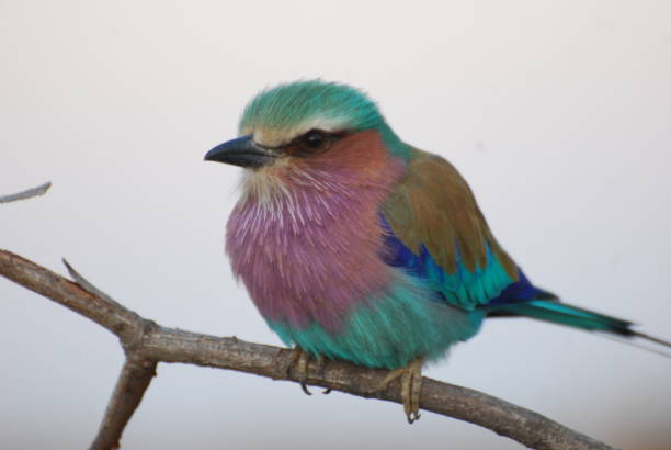 A collection of animals, landscapes and flowers