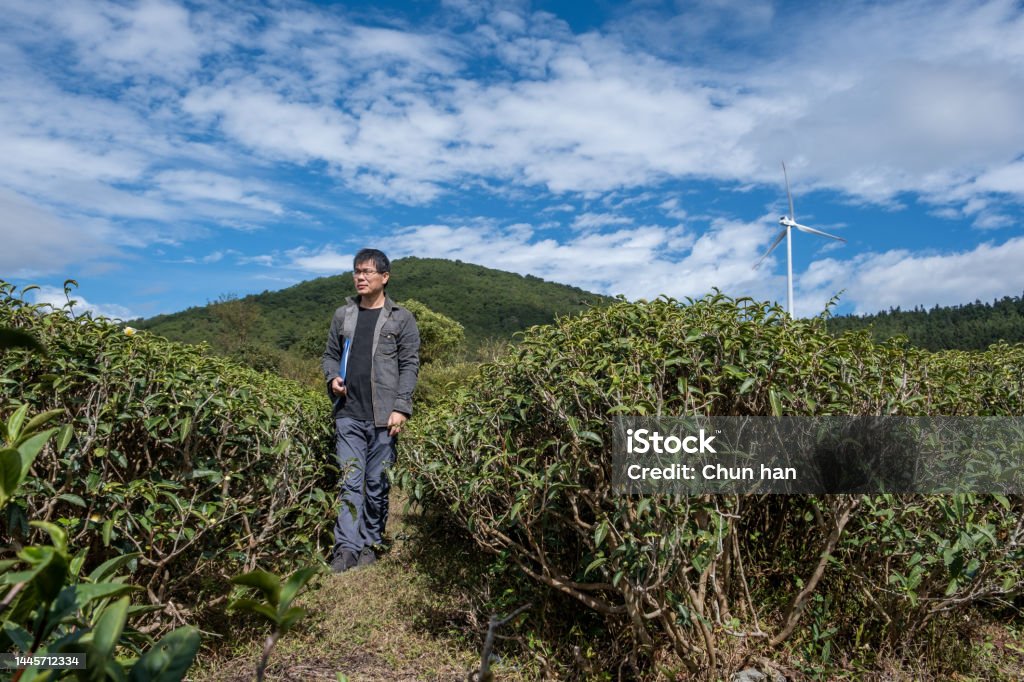 A male farmer made data records for plants in the plantation Sapling Stock Photo