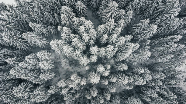 istock Top view of pine forest in winter, covered with snow. 1445712986