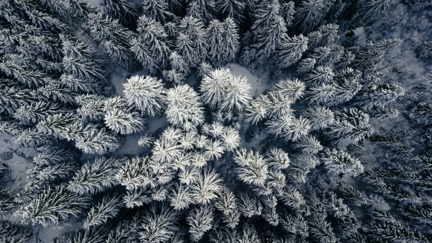 istock Top view of pine forest in winter, covered with snow. 1445712995