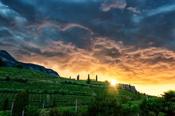 Dramatic sundown over vineyard at lake Kaltern in South Tyrol, Italy stock photo