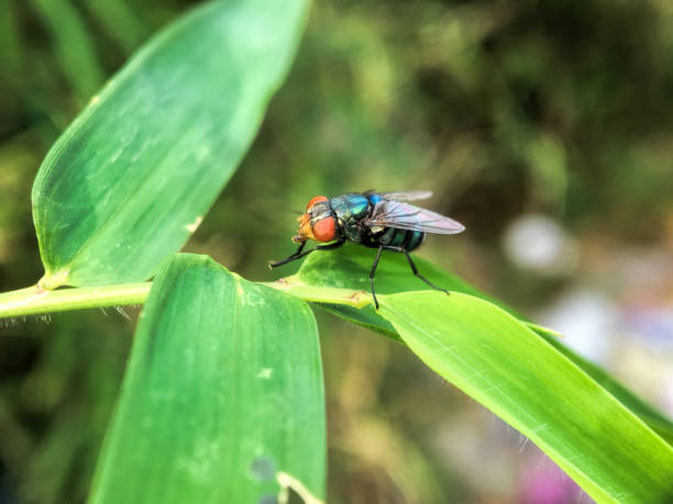 istock Exotic Drosophila Fruit Fly Diptera Insect on Plant 1445715352