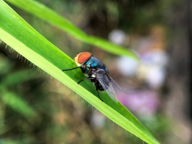 istock Exotic Drosophila Fruit Fly Diptera Insect on Plant 1445715353