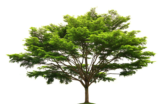 Green trees isolated on white background