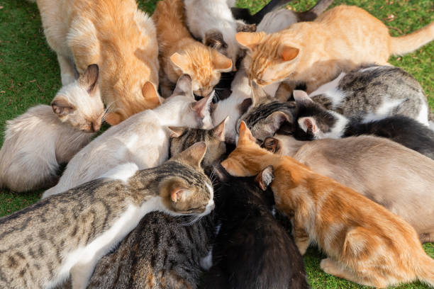 Cat Colny 100+ Feral Cat Colony Stock Photos, Pictures & Royalty-Free Images - iStock
