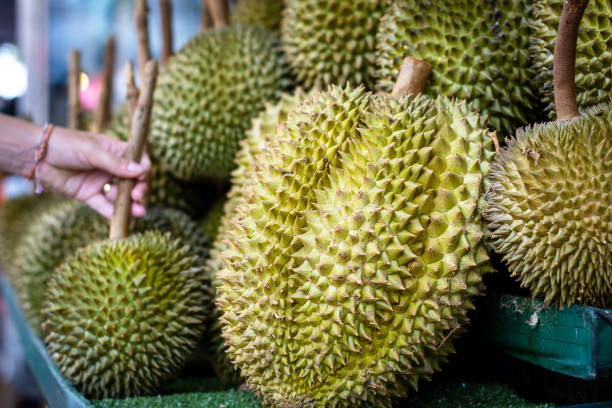 Person in Chinese market buying Durian fruit Person in Chinese market buying Durian fruit.  Durian fruit in Thailand market. Macro photo of Thai Durian. Very bad smelling fruit. thailand king stock pictures, royalty-free photos & images