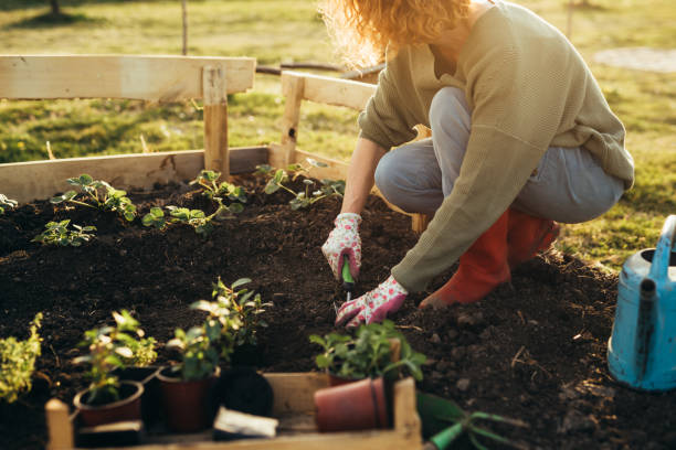 frau gärtnert kräuter in ihrem garten - gartenbau stock-fotos und bilder