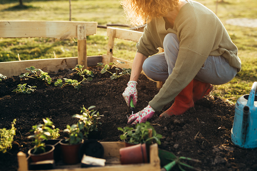 Mujer jardinería hierbas en su jardín photo