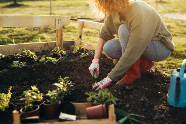 mujer jardinería hierbas en su jardín - jardinería fotos fotografías e imágenes de stock