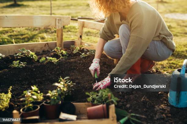 Woman Gardening Herbs In Her Garden Stock Photo - Download Image Now - Gardening, Horticulture, Relaxation