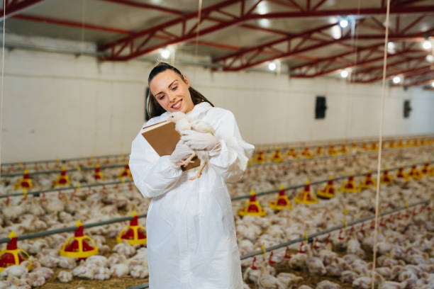istock veterinarian examine poultry in chicken farm 1445716637