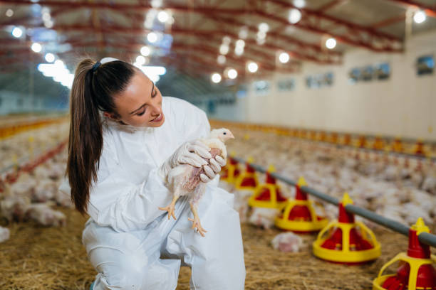 istock veterinarian examine poultry in chicken farm 1445716655