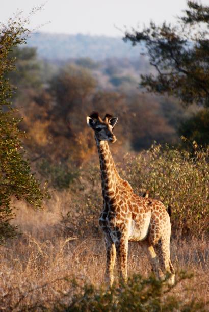 istock A Collection Of Nature 1445717156