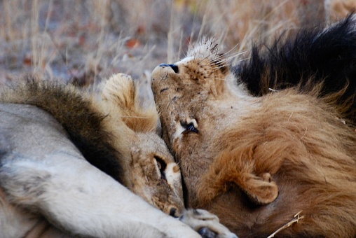 lions breeding in the plains of Tanzania in Seronera, Mara Region, Tanzania