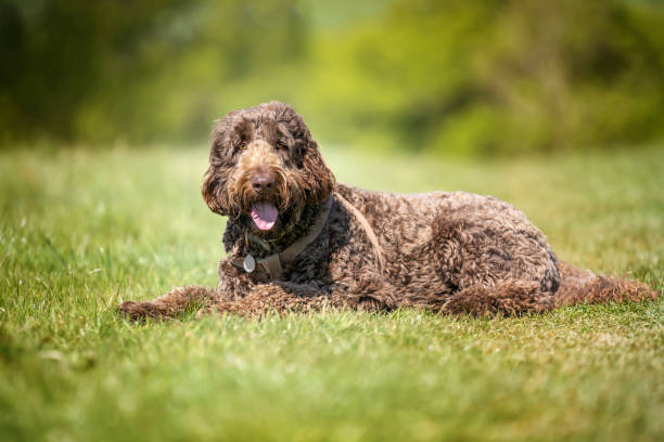 istock Big Giant Brown Labradoodle laying and looking towards the camera 1445718932