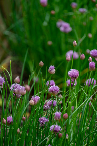 istock group of chive flowers in garden 1445719482